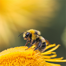 Apidiár a méhészetben